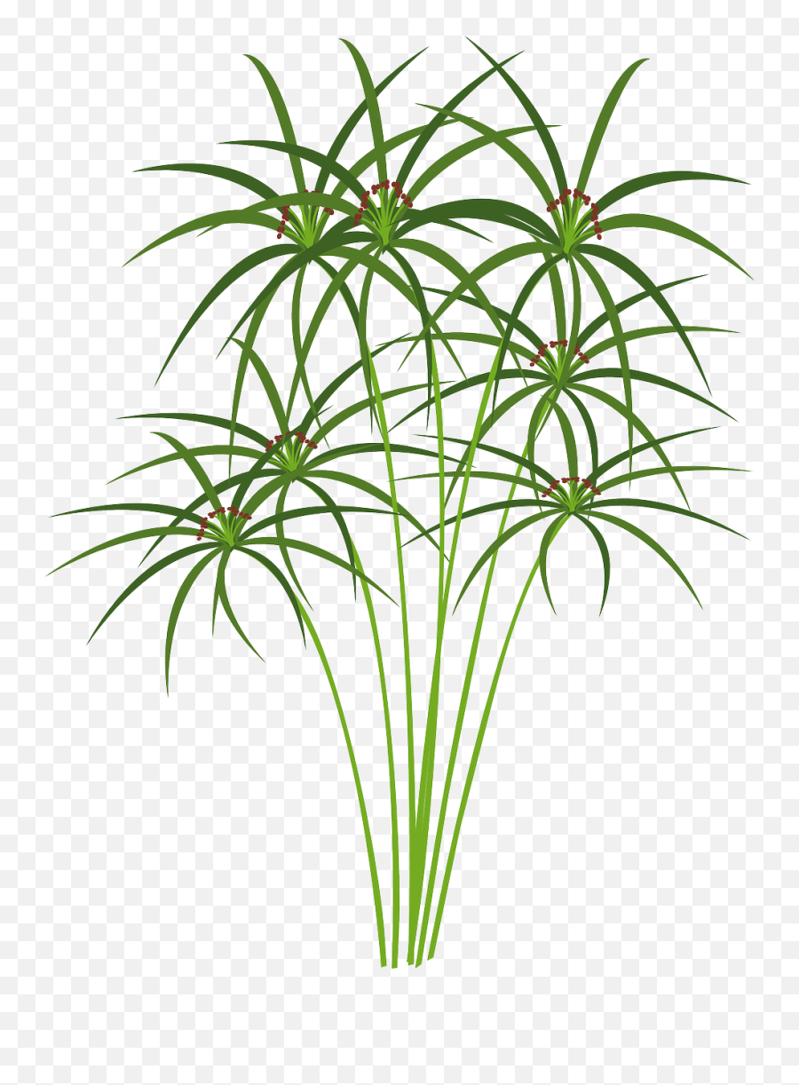 Papyrus Plant - Papyrus Clipart Png,Papyrus Png