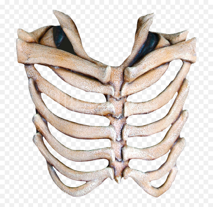 Rib Cage Png Transparent Images - Transparent Rib Cage Png,Bone Png