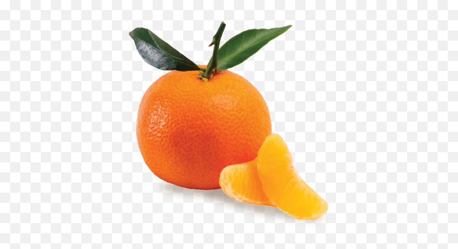 Clementine - Clementine Fine Png,Clementine Png