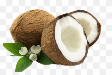 Coconut Png Pictures Fresh - Cut Coconut Png,Coconut Png