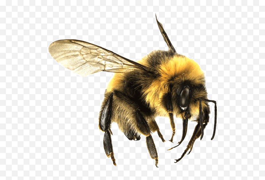 Bee Large Transparent Png - Bees Transparent Png,Bee Transparent Background
