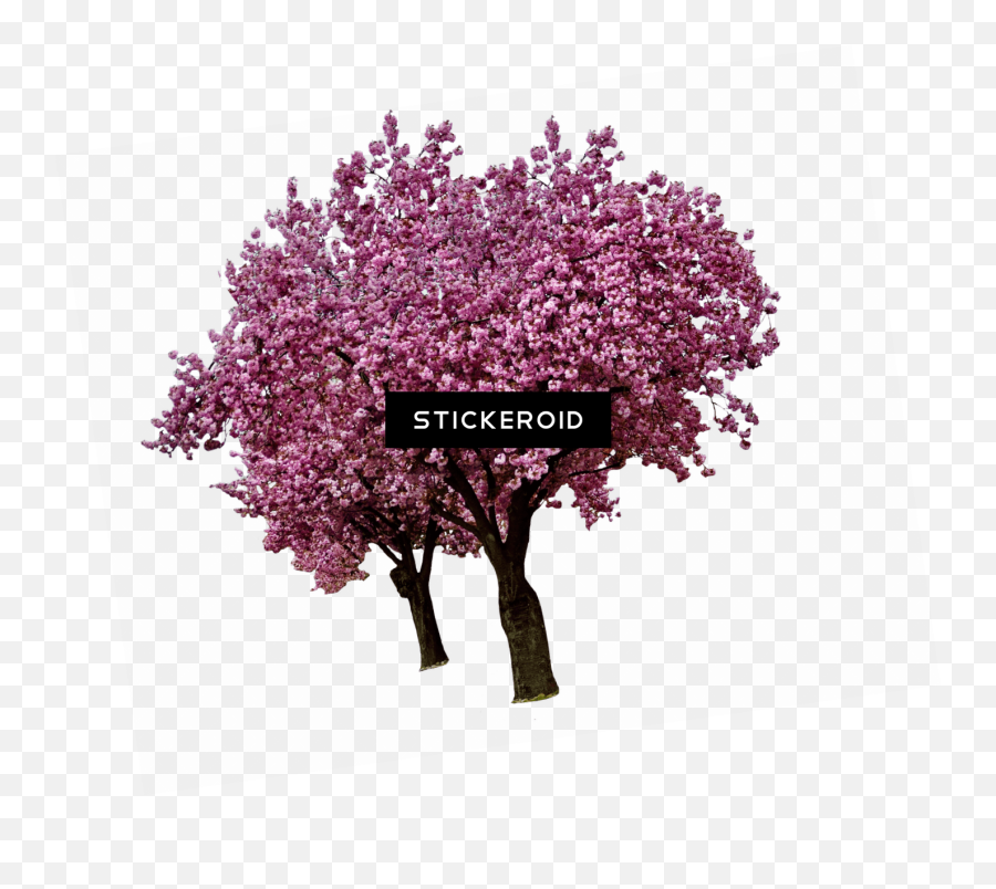 Arbre Png - Sakura Tree Clear Background,Cherry Blossom Tree Png