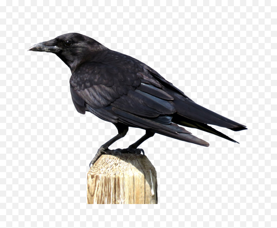 Transparent Png Image Free Clipart - Transparent American Crow,Crow Transparent