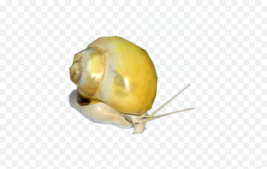 Mystery Snail - Official Green Hell Wiki Fruit Png,Snail Png