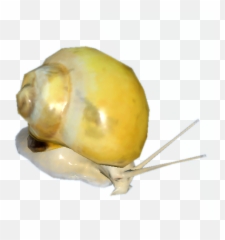 Mystery Snail - Official Green Hell Wiki Fruit Png,Snail Png