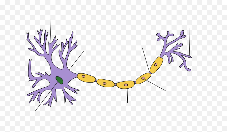 File800px - Neuron Handtuned Svgpng Cellbiology Structure Of A Neuron,Neuron Png