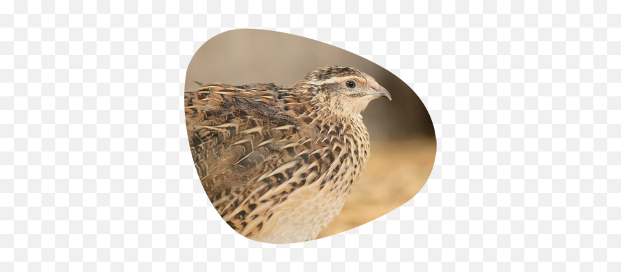 Live Birds - Quail The Poultry Centre Ruffed Grouse Png,Quail Png