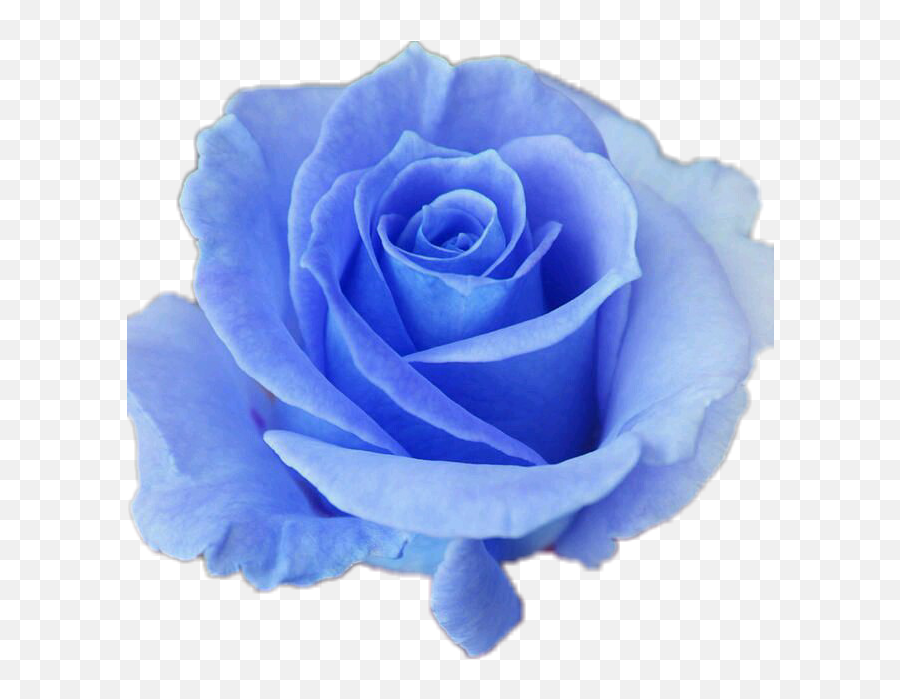Hd Collection Of Free Transparent Roses 1007236 - Png Good Morning Friday Blue Rose,Blue Flower Png