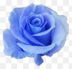 Hd Collection Of Free Transparent Roses 1007236 - Png Good Morning Friday Blue Rose,Blue Flower Png