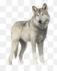 Full Img Png Arctic Assassin