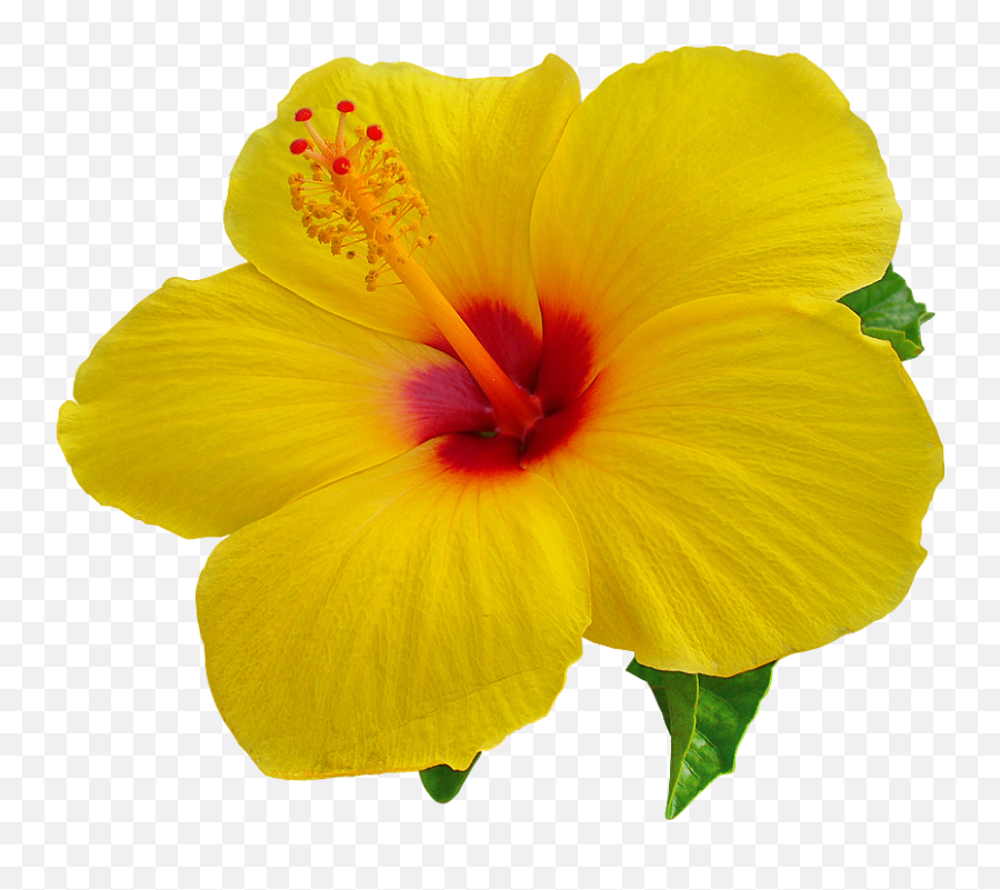 Hibiscus Image Transparent U0026 Png Clipart Free Download - Ywd Hibiscus Png,Hibiscus Flower Png