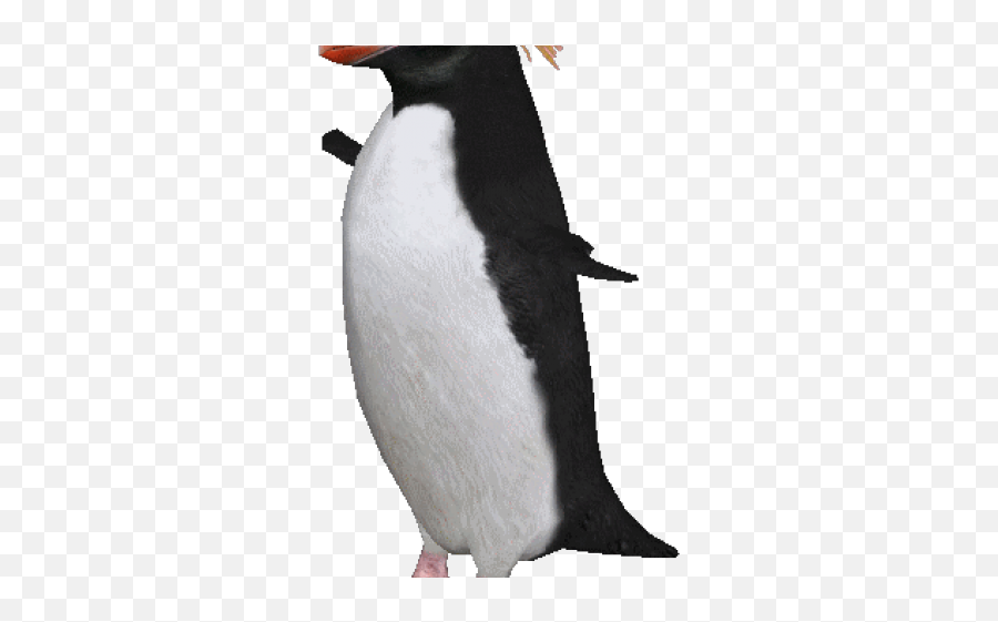 Penguin Clipart Macaroni - Adãlie Penguin Penguin Png,Penguin Transparent