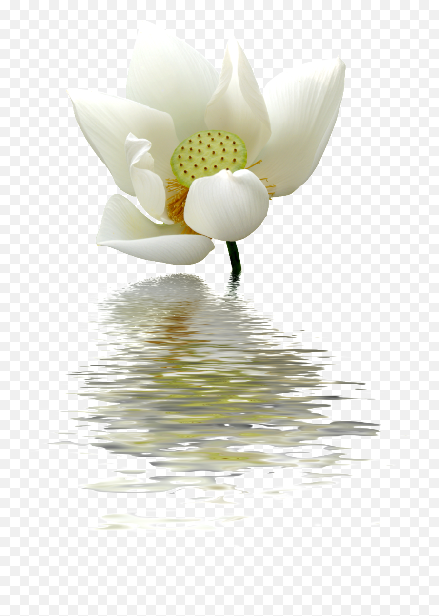 Download A Lotus Flower Transparent - Lotus Cecilia Sfalsin Frases Bom Dia  Png,Lotus Flower Transparent Background - free transparent png images -  