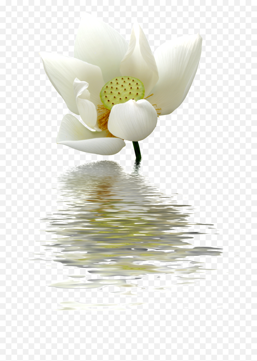 Download A Lotus Flower Transparent - Lotus Cecilia Sfalsin Frases Bom Dia Png,Lotus Flower Transparent Background