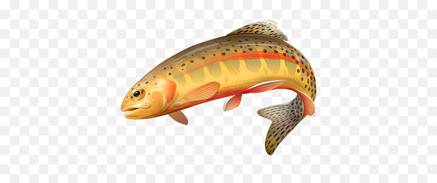 Native Trout Kern River Conservancy - California Golden Trout Png,Trout Png
