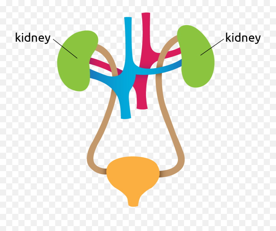 Clipart Png Download - Kidney Diagram Png,Kidney Png