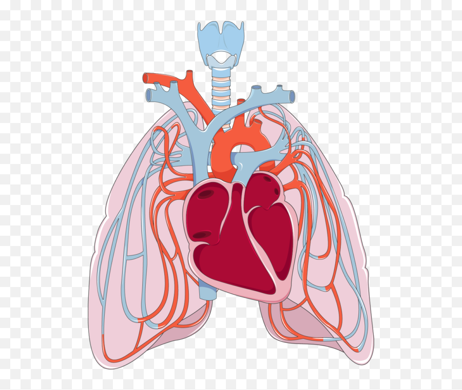 Download Png Transparent Library Heart - Heart And Lungs Clipart,Lung Png