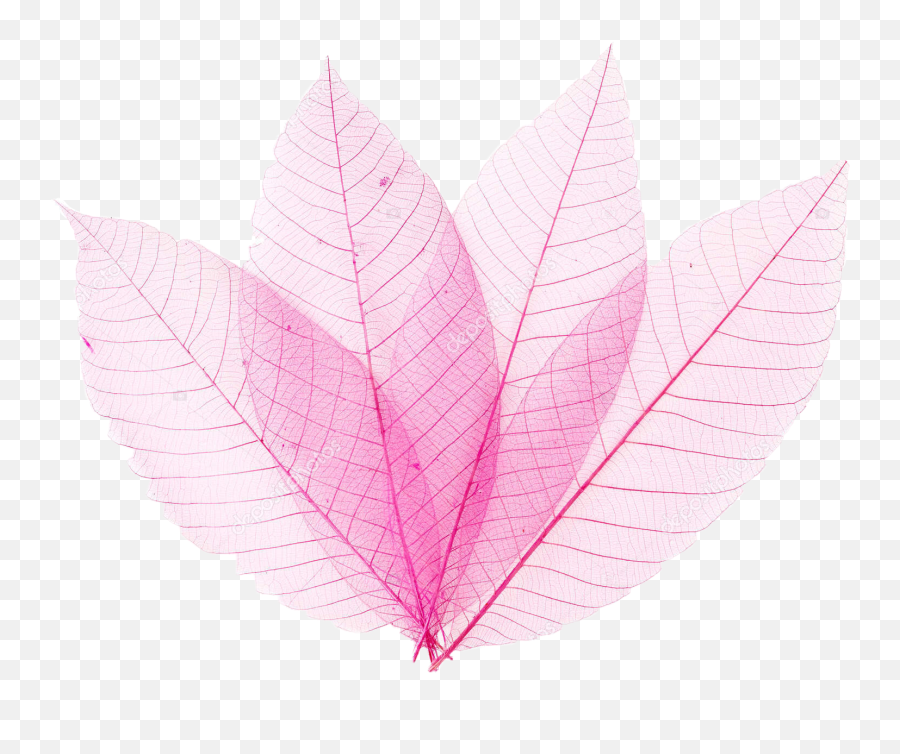 Pinkleaf Pinkleaves Leaves Sticker - Hemp Png,Transparent Leaves