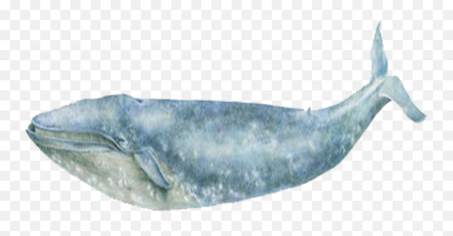 Blue Whale Sea Ocean - Blue Whale Png,Blue Whale Png
