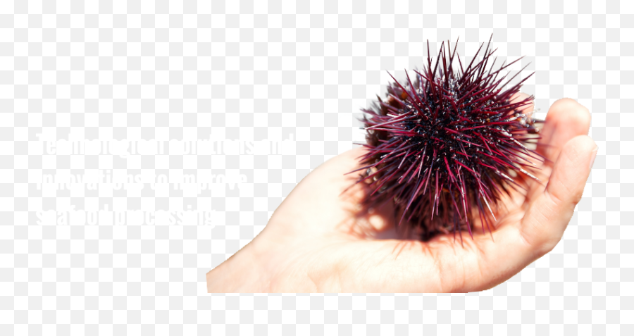 Oceatec - Spiked Png,Sea Urchin Png