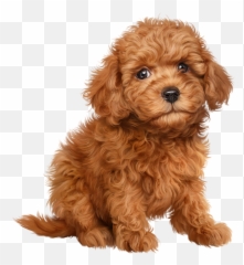 Library Of Smalls Animals Clipart Transparent Download Png - Poodle Toy Png Transparent,Transparent Animals