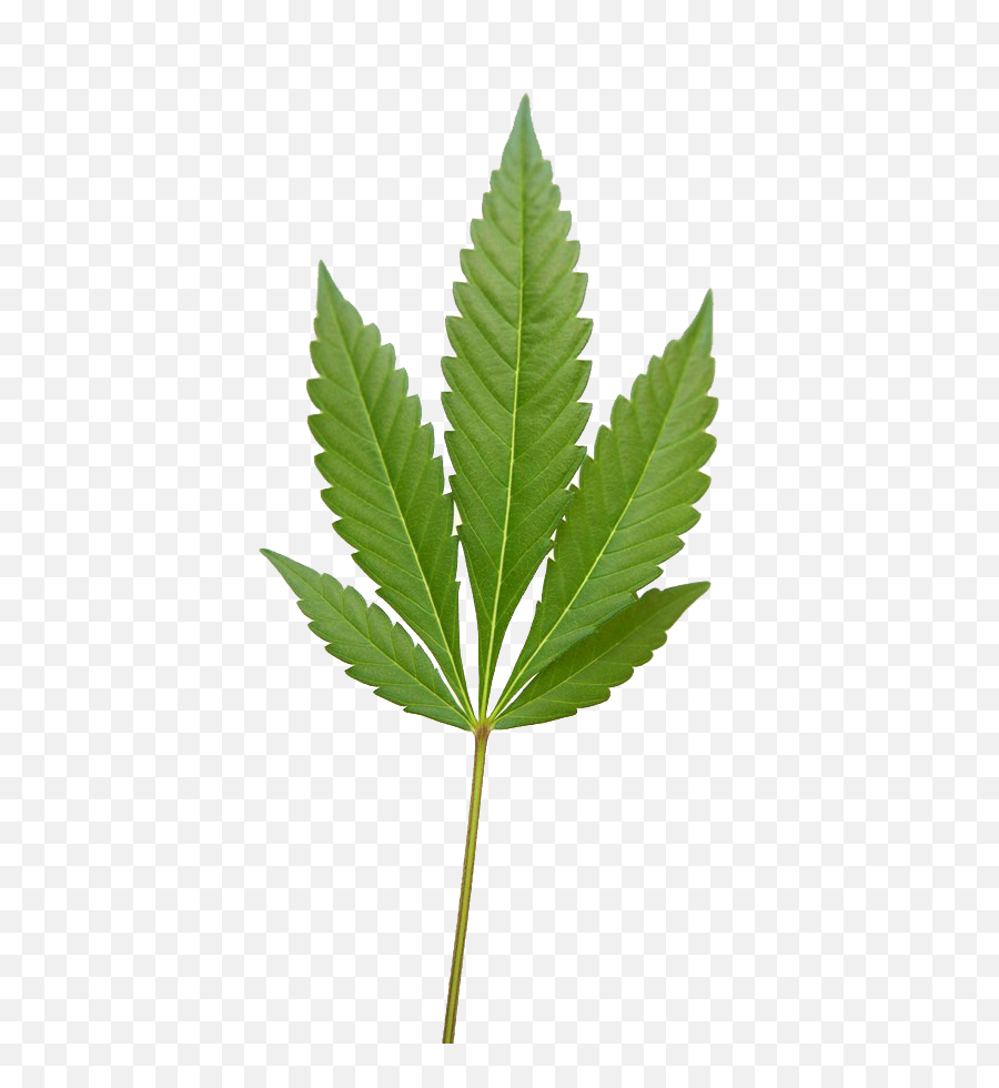 Download Marijuana Weed Png Image - Weed Leaf Png Indica,Weed Png