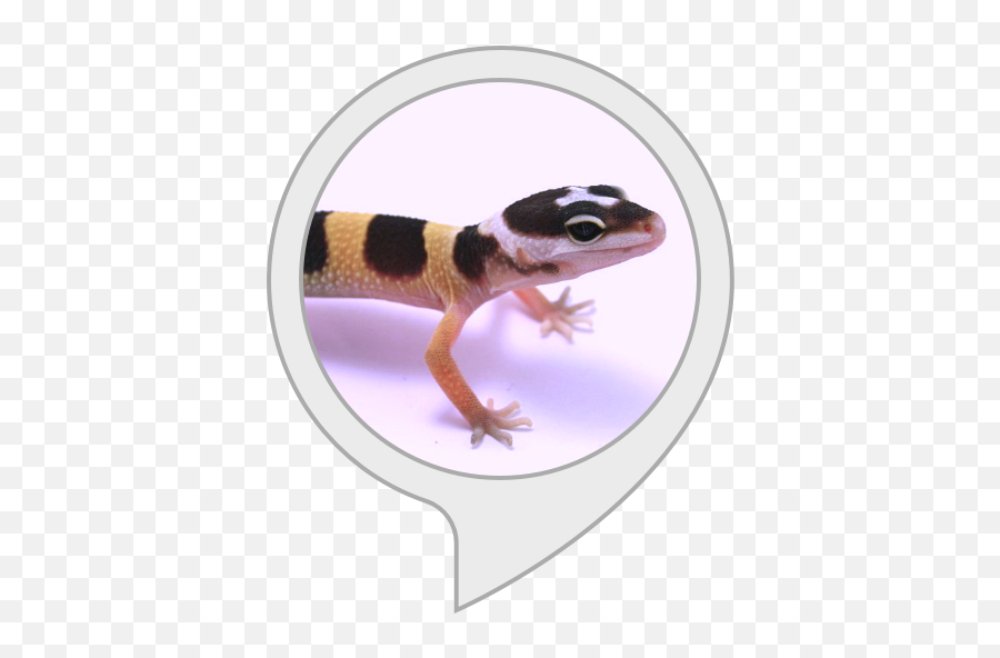 Amazoncom Gecko Facts Alexa Skills - Tell If Your Leopard Gecko Png,Gecko Png