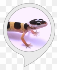 Amazoncom Gecko Facts Alexa Skills - Tell If Your Leopard Gecko Png,Gecko Png
