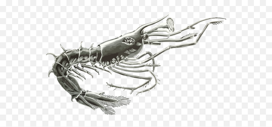 Download Crab Drawing Crustacean Computer Icons Shrimp - Esuqeuelo Cangrejos Para Colorear Png,Prawn Icon