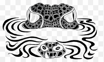 C Is For Crocodiles Lizbrownlee - Poet Skull Crocodile Logo Png,Croc Png