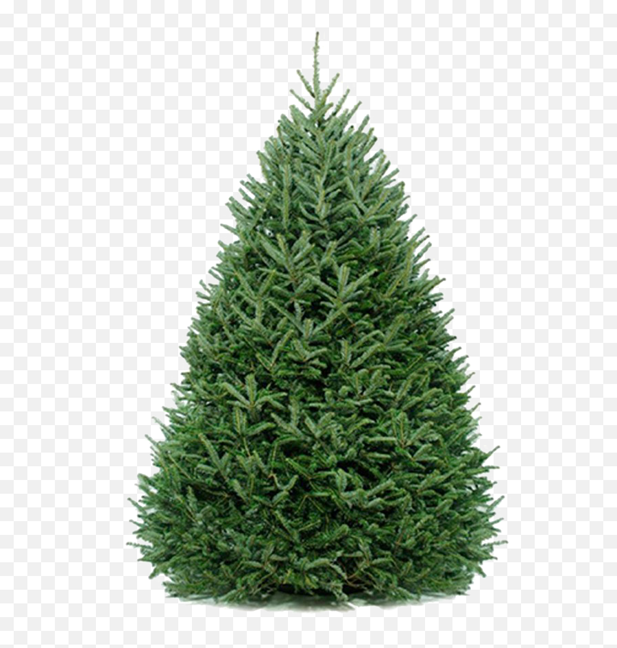 Fir Tree Png Free Background