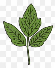 Three Png Designs For Shirt U0026 Merch - Mint Leaf