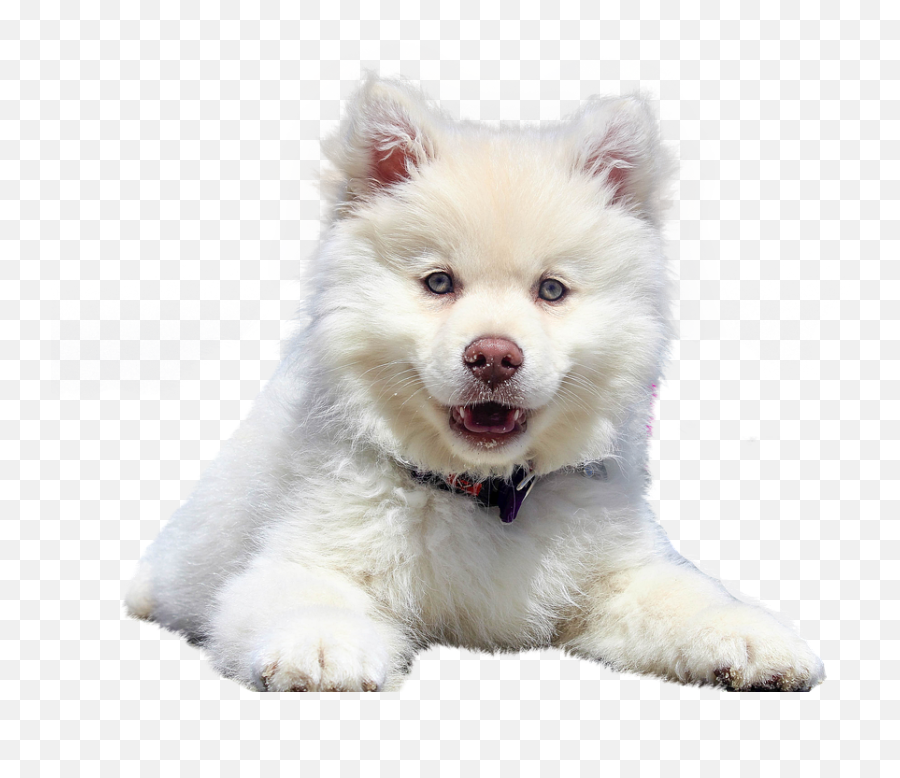 Dog Transparent Png Image - Samoyed Puppy Png,Transparent Puppy