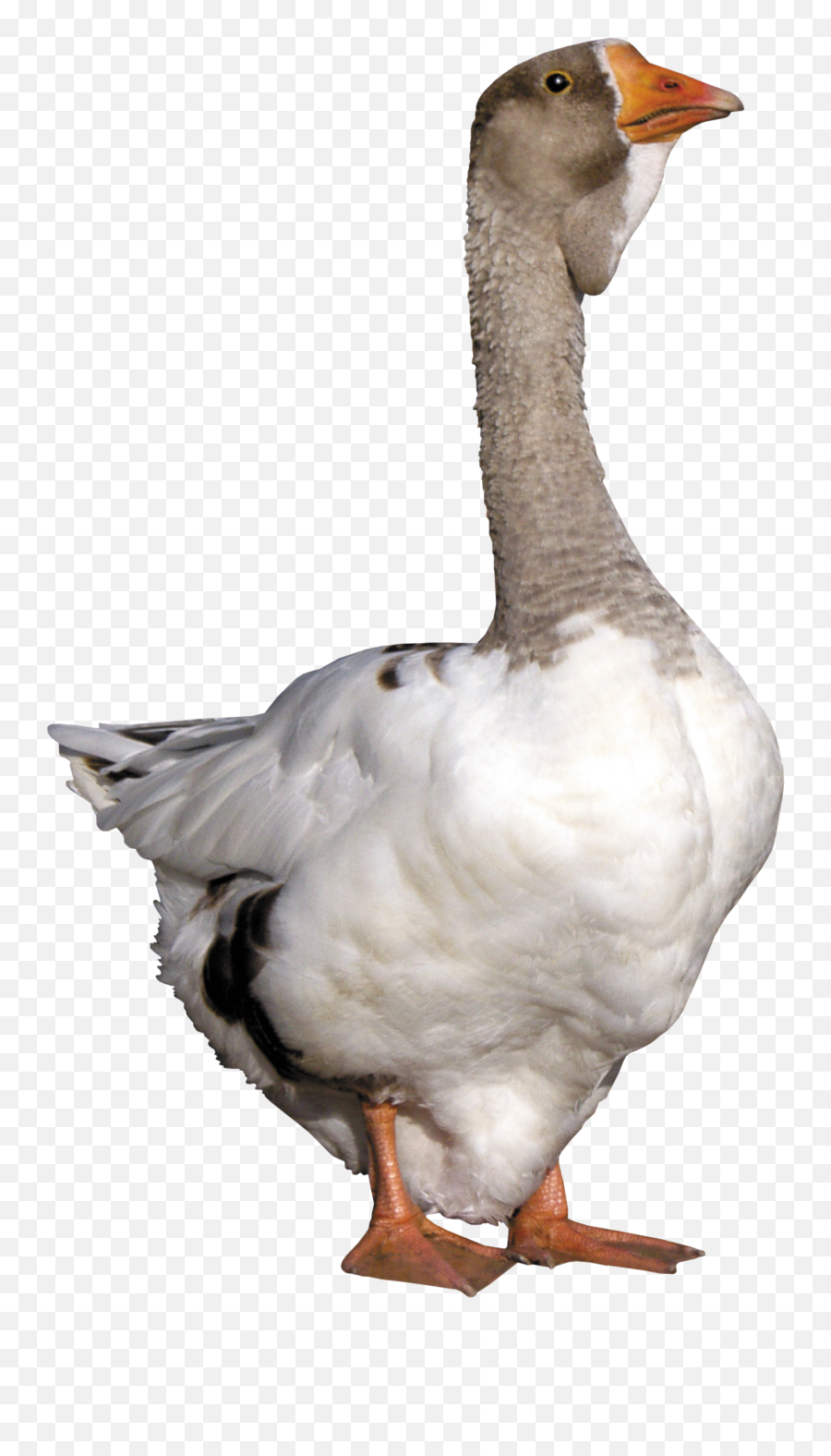 Goose Png Transparent - Oie,Goose Transparent