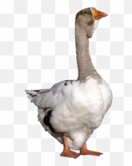 Goose Png Transparent - Oie,Goose Transparent