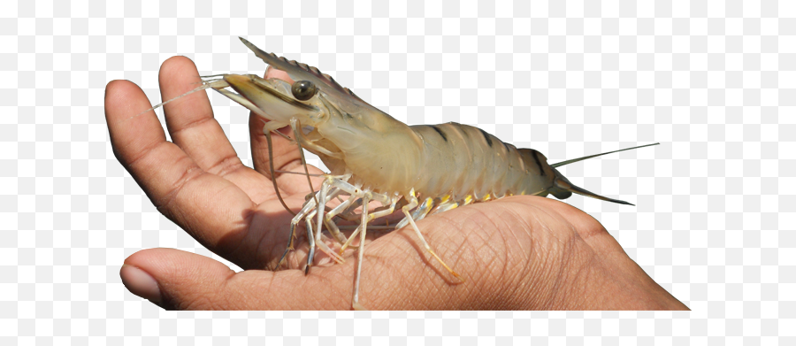 Home - Shrimp Processor And Exporter In Bangladesh Png,Shrimp Png