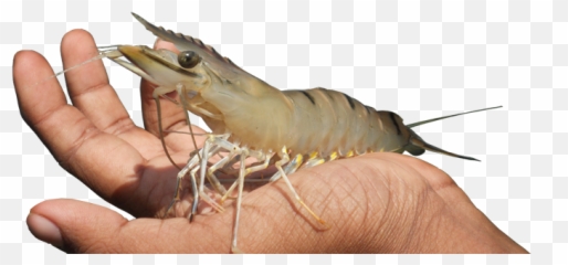 Home - Shrimp Processor And Exporter In Bangladesh Png,Shrimp Png