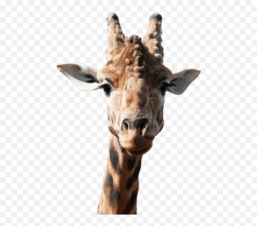 Download Hd Giraffe Side Image - Giraffe Transparent Png Giraffe Face Transparent,Giraffe Transparent Background