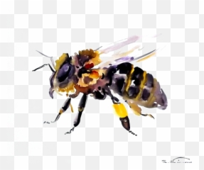 Download Bee Transparent Background Png - Watercolor Painting,Bee Transparent Background