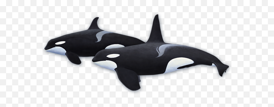 Transparent North Atlantic Svg Black - Draw A Killer Whale Png,Orca Png