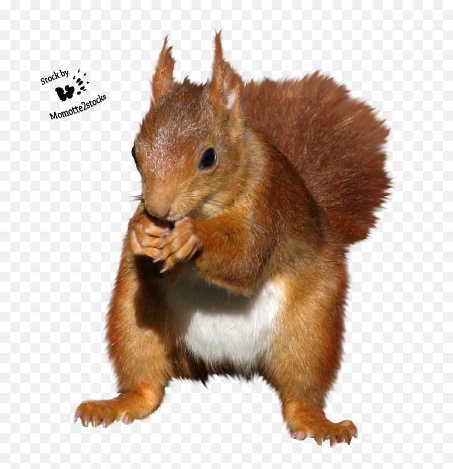 Download Hd Red Squirrel Clipart - Red Squirrel No Background Png,Squirrel Transparent Background