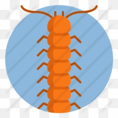 Centipede - Silverfish Png,Centipede Png