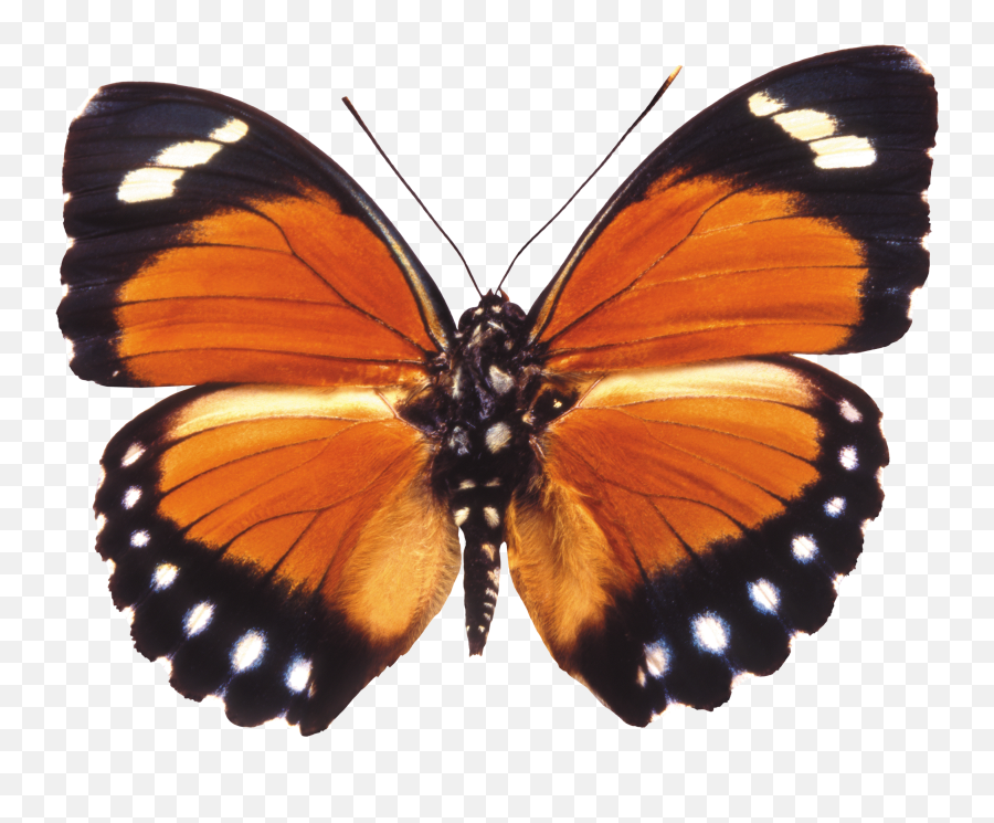Free Butterfly Transparent Clipart Pictures - Clipartix Red Orange Butterfly Png,Real Butterfly Png