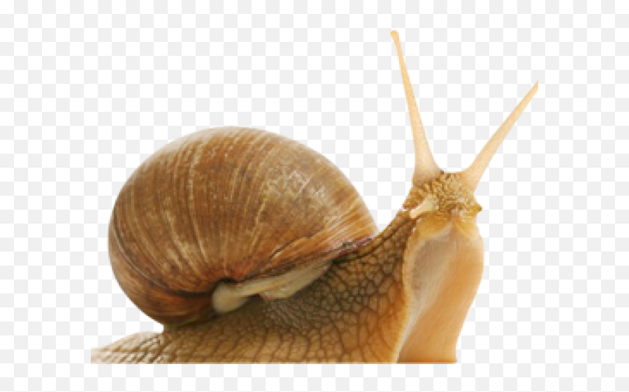 Snail Png Transparent Images 7 - 1740 X 792 Webcomicmsnet Android Starts To Slow Down,Snail Png