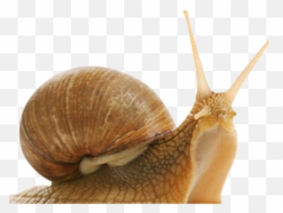 Snail Png Transparent Images 7 - 1740 X 792 Webcomicmsnet Android Starts To Slow Down,Snail Png