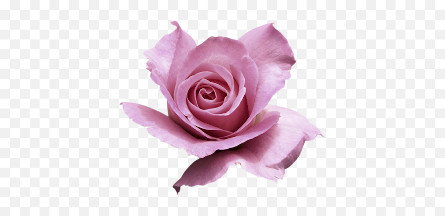 Index Of Userstbalzeflowerrosespng - Garden Roses,Purple Rose Png