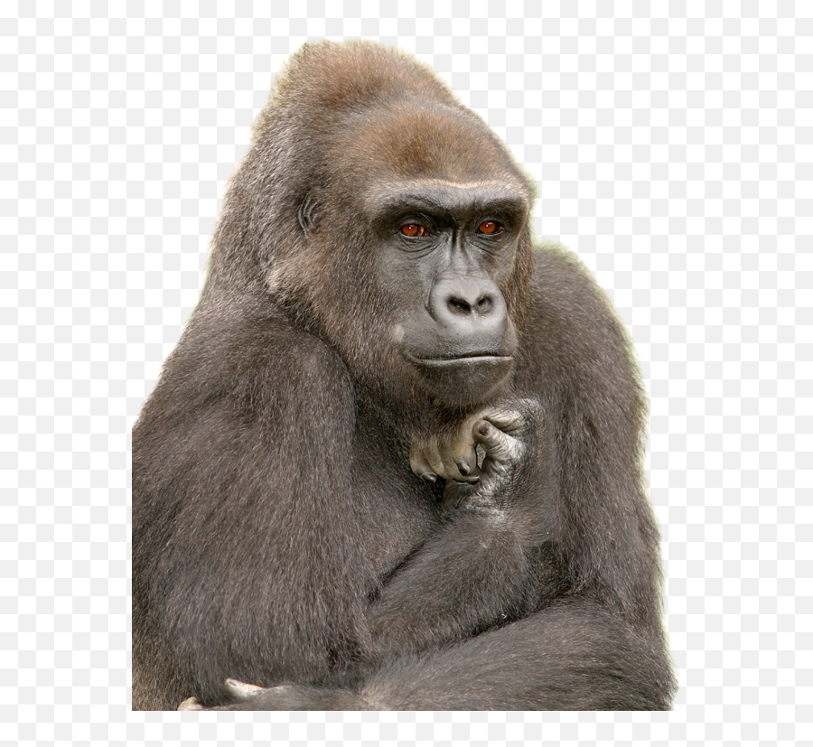 Index Of Akelsokelsosfzooupdatedimages - Funny Gorilla Png,Gorilla Png