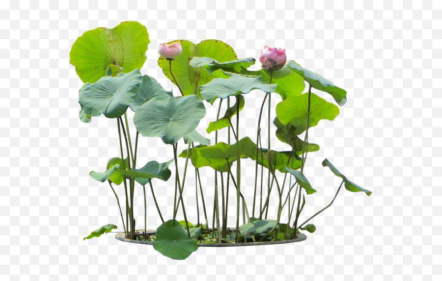 Flower Plants Png Transparent Free For - Aquatic Plants Transparent Background,Hanging Plants Png