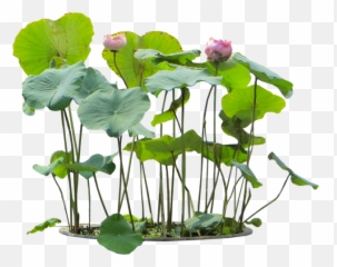 Flower Plants Png Transparent Free For - Aquatic Plants Background