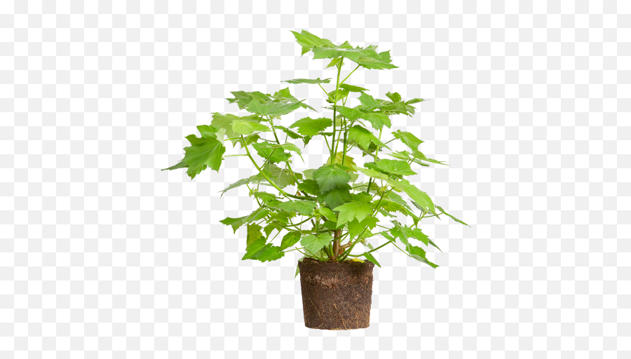 Elho - Sparmannia Africana African Hemp Flowerpot Png,African Tree Png